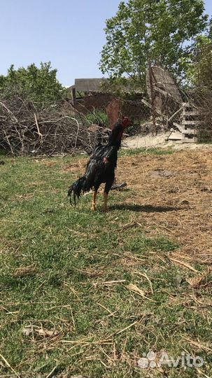 Бойцовые петухи