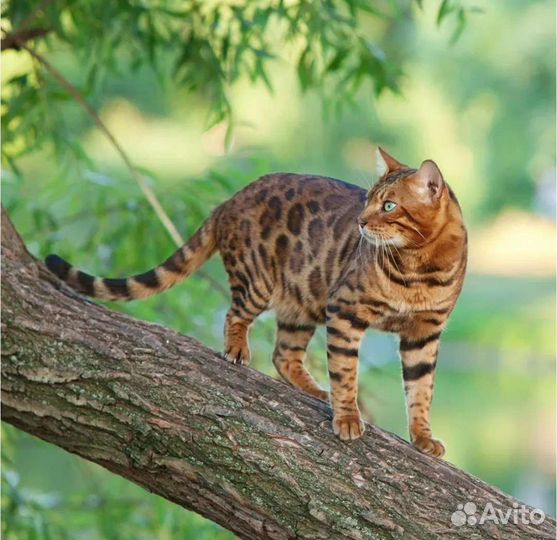 Бенгальский кот вязка