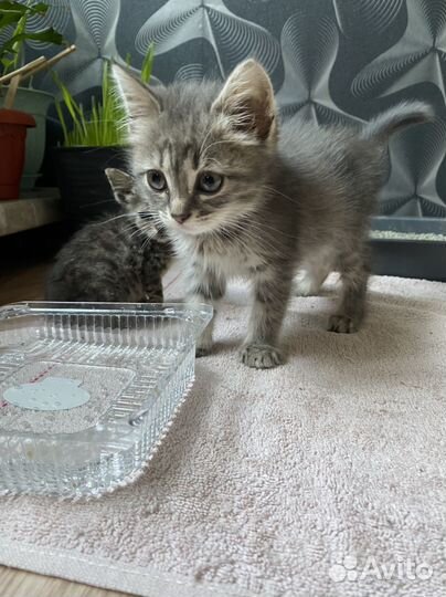 Котята бесплатно
