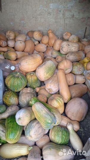 Тыква на корм