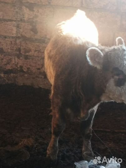 Бычки подсос