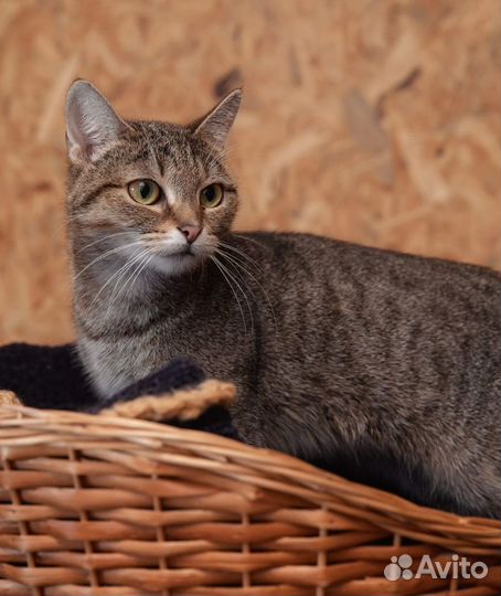 Кошечка Роза в добрые руки