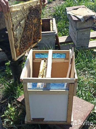 Качественные Пчелопакеты 2024