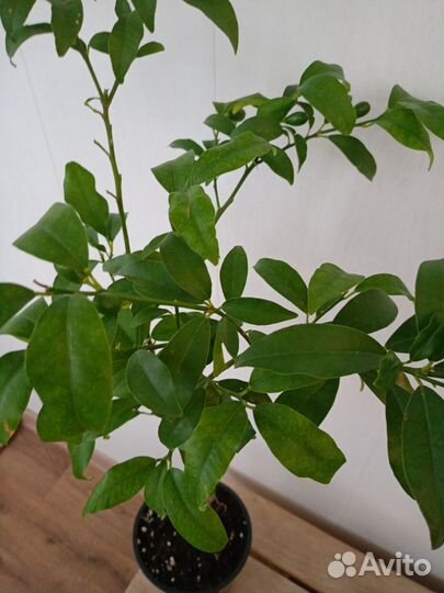 Кумкват сорт Маргарита