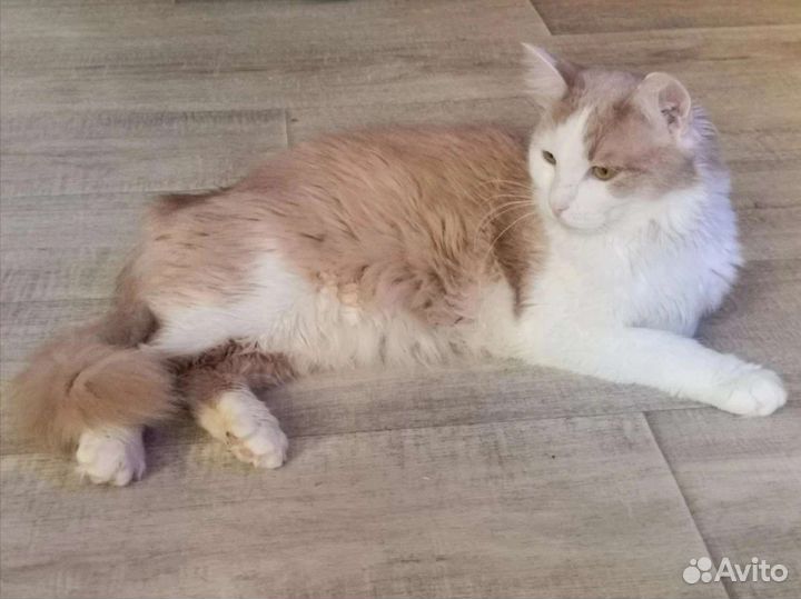 Том ищет дом