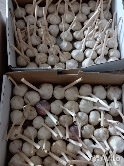 Отборный чеснок на посадку
