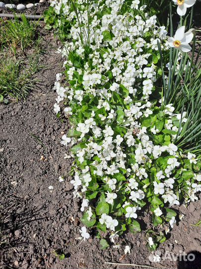 Фиалка садовая белая