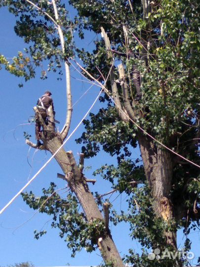 Спил деревьев, вывоз