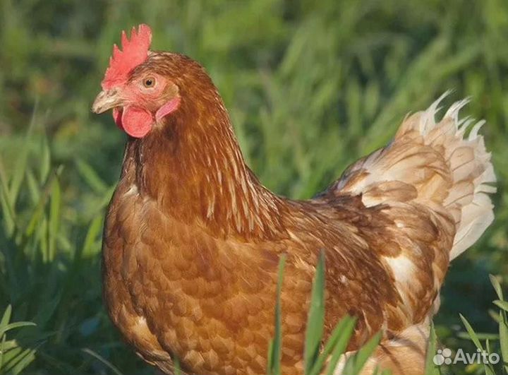 Курица несушка молодняк