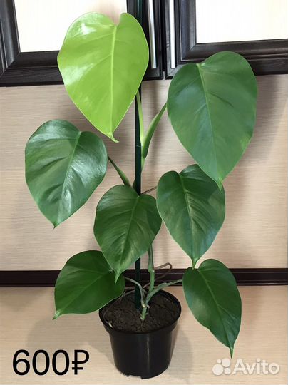 Монстера mini