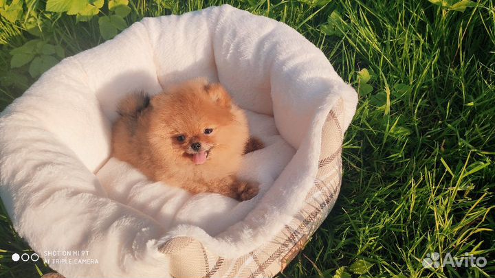 Померанский шпиц, померанская куколка, мини