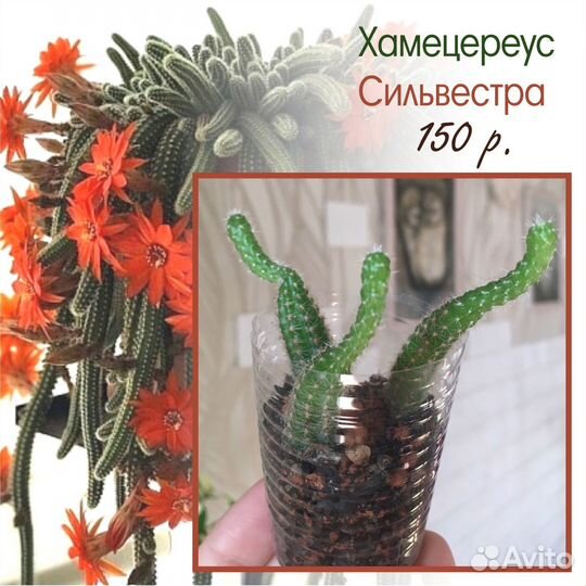 Кактусы и суккуленты и др