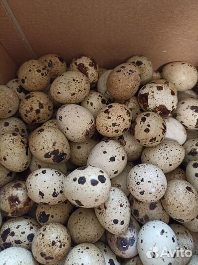 Яйцо перепелиное белый гигант