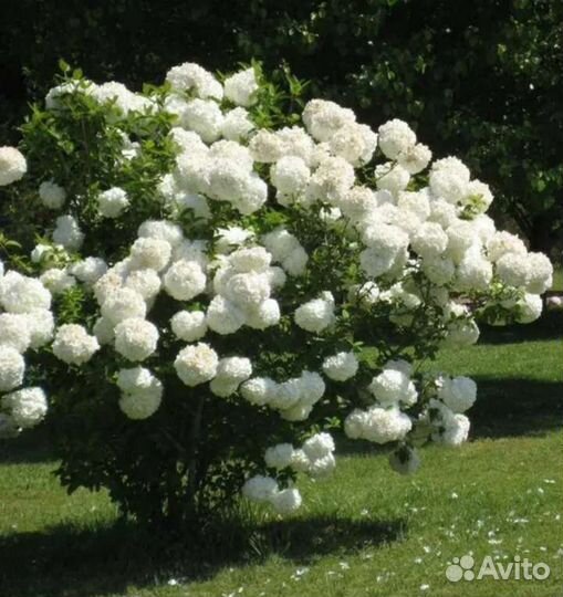 Калина бульденеж