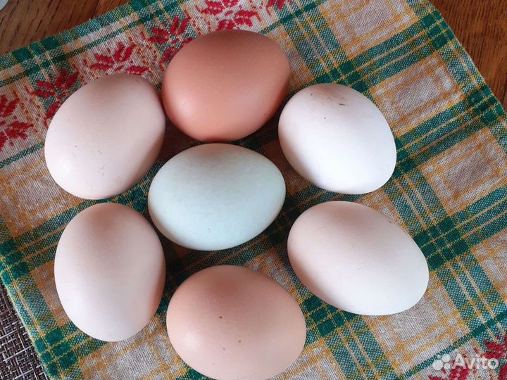 Инкубационное яйцо куриное
