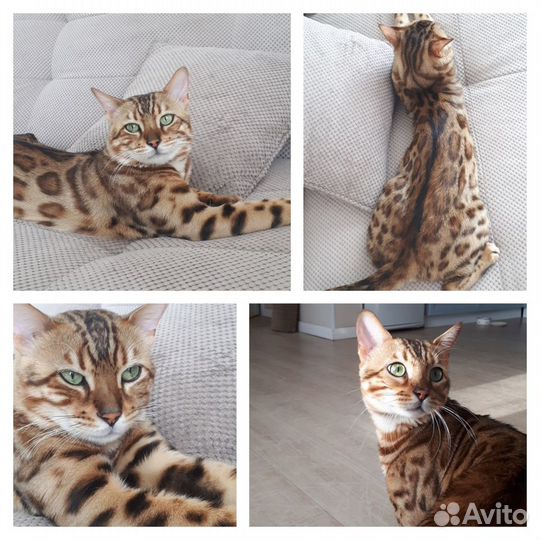 Бенгальский кот вязка