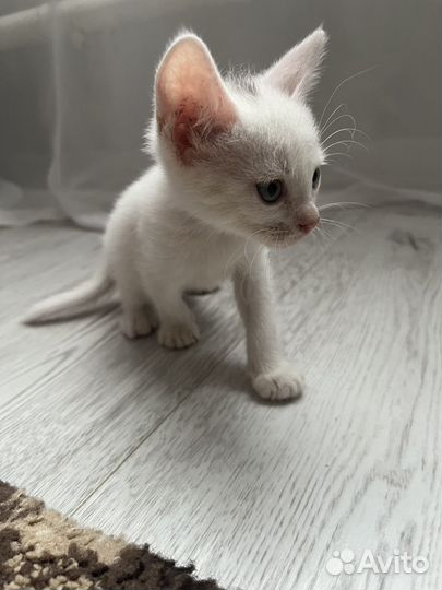 Котята полупородистые