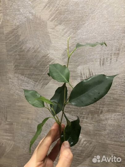 Фикус бенджамина