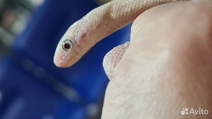 Белый техасский полоз леуцист (Elaphe obsoleta)