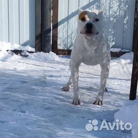 Американский Пит Бультерьер (American Pit Bull Terrier)