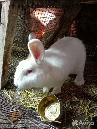 Кролики на племя хиколь