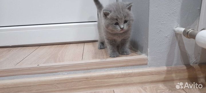 Шотландская вислоухая и прямоухая