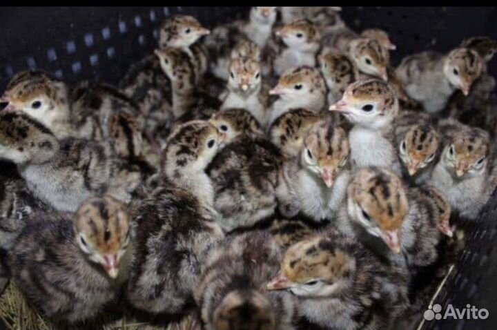 Индюшата Бронза-708