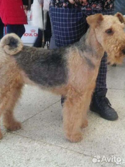 Щенки эрдельтерьера