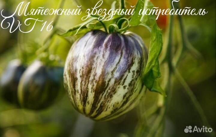 Семена томатов