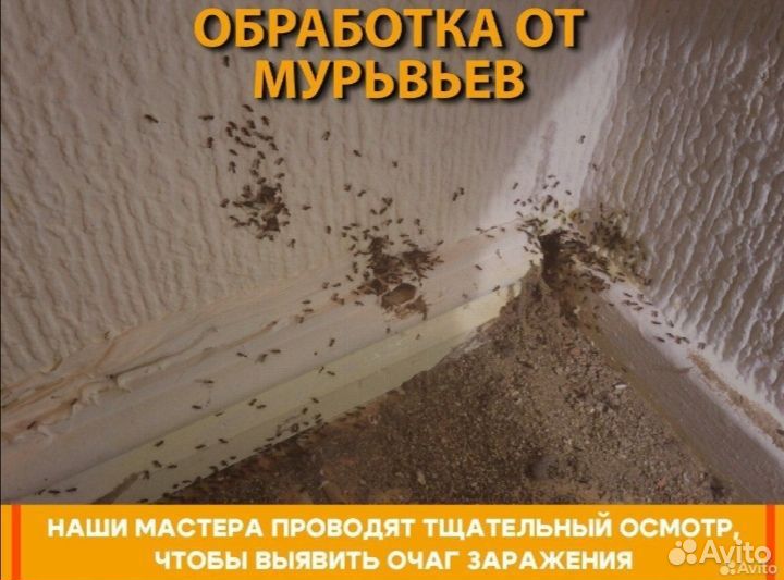 Уничтожение клопов тараканов мышей блох запаха