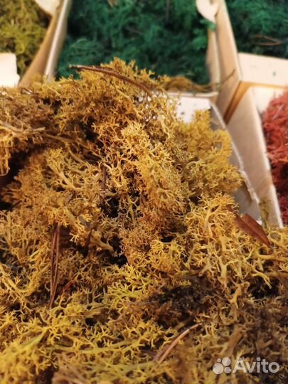 Стабилизированный мох ягель