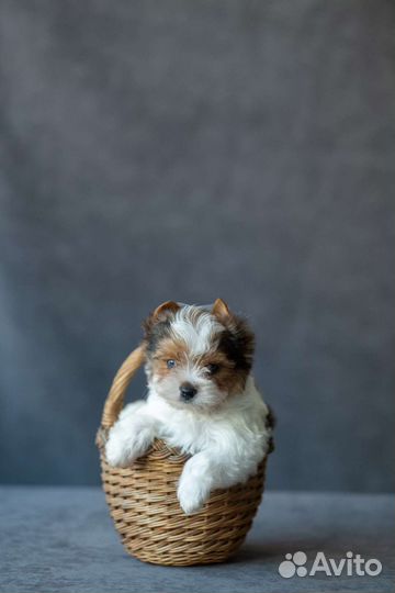 Вязка бивер