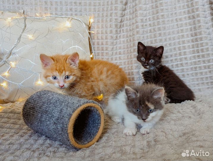 Милые котята