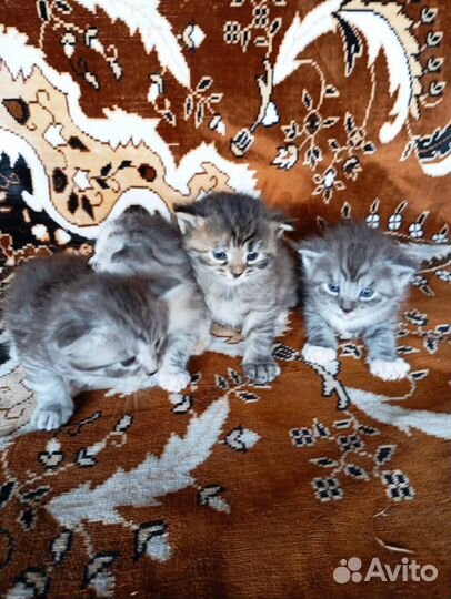 Кошка в дар бесплатно