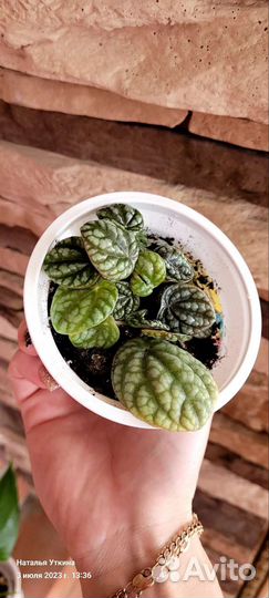 Комнатные цветы добавлены цветочки