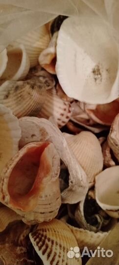 Пакет черноморских ракушек для поделок
