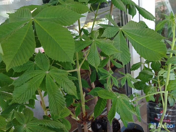 Каштан- саженец