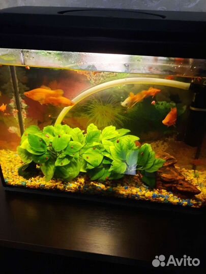 Аквариум с рыбами, рыбы, расстения