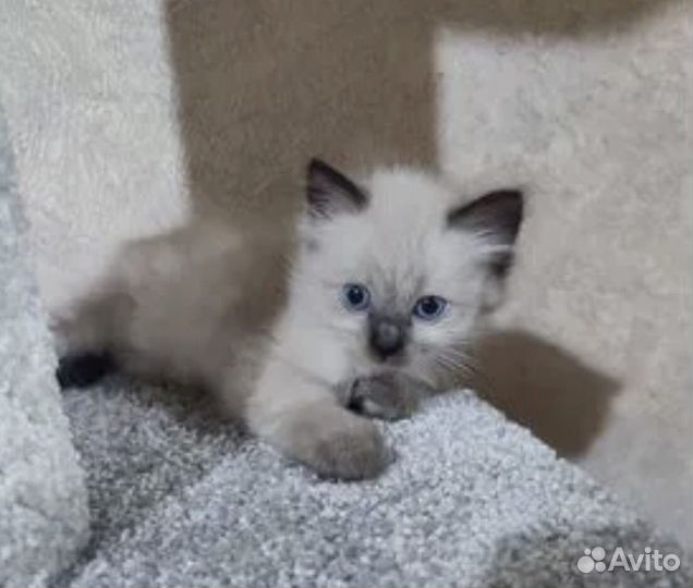 Котенок мальчик