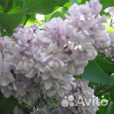 Сирень культурная не расползается