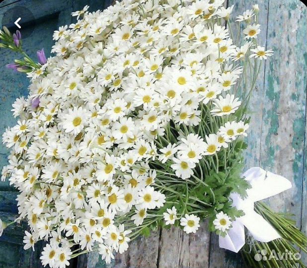 Ромашка. Матрикария. Доставка ромашек в Самаре