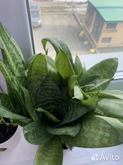 Сансевиерия