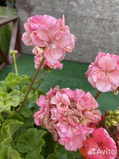 Пеларгония Герань
