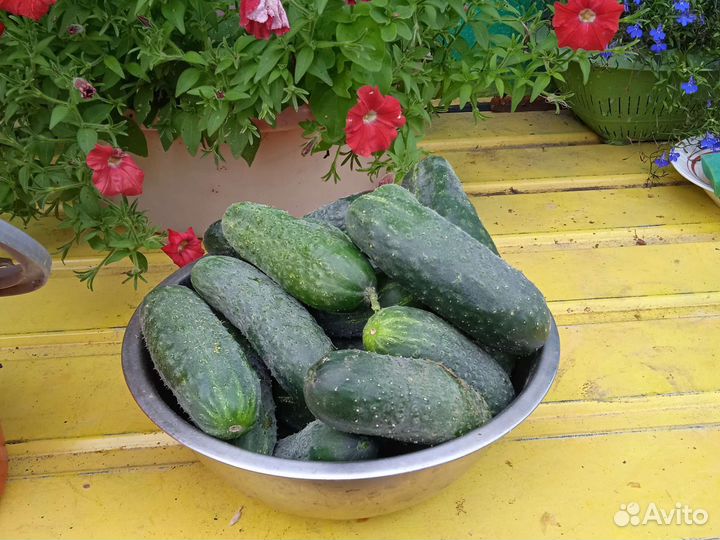 Огурцы помидоры домашние
