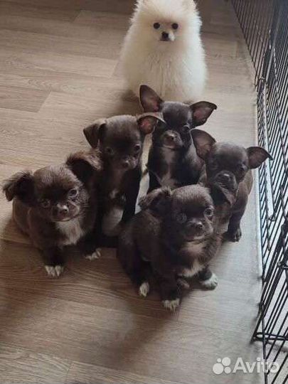 Щенки чихуахуа