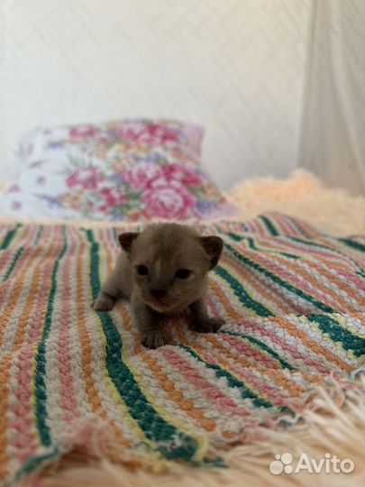 Бурманские котята