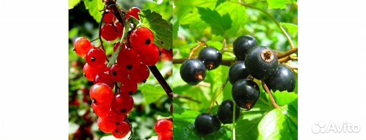 Саженцы красной и черной смородины