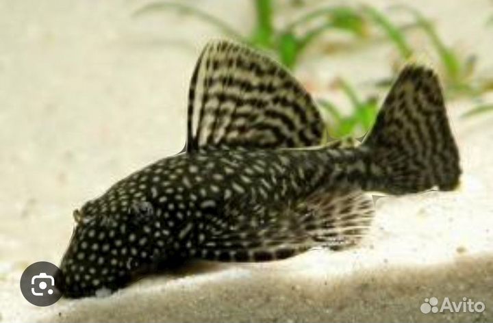 Сомики анциструсы