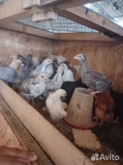 Куры несушки продам