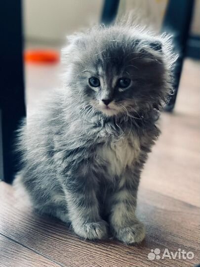 Настоящие сибиряки